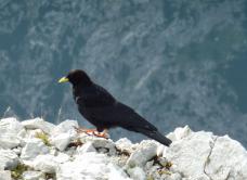 Klik za večjo sliko